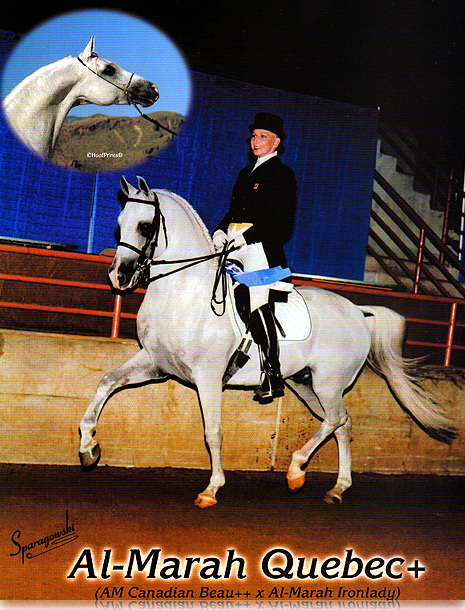 Al-Marah Quebec - Arabian Stallion